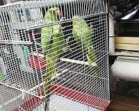 mixed-hahns-macaw-for-sale