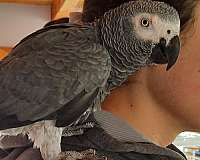 congo-african-grey-parrot-for-sale-in-brattleboro-vt