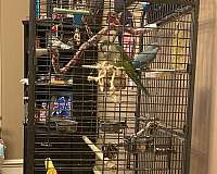 quaker-parrots-for-sale-in-new-york