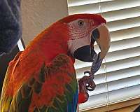 quiet-rare-macaw-for-sale