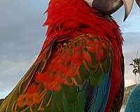hybrid-macaw-for-sale-in-st-pete-beach-fl