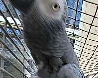 african-grey-parrot-for-sale-in-miami-fl