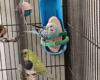 bonded-pair-bird-for-sale-in-pittsburgh-pa