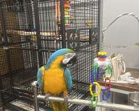 playful-bird-for-sale-in-tacoma-wa