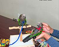 ringneck-parakeet-for-sale