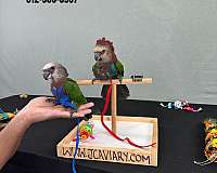 yellow-ringneck-parakeet-for-sale