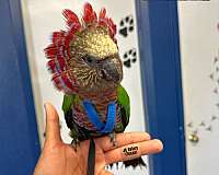 ringneck-parakeet-for-sale