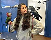 ringneck-parakeet-for-sale-in-austin-tx