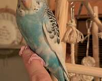 budgerigar-parakeet-for-sale-in-grangeville-id