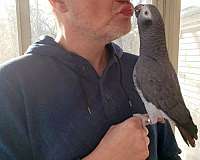 timneh-african-grey-parrot-for-sale-in-muskegon-mi