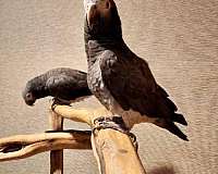 companion-tame-bird-for-sale-in-iowa