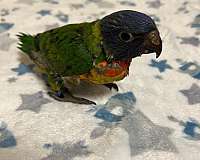 mixed-rainbow-lory-for-sale
