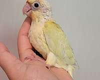 green-cheek-conure-for-sale-in-monetta-sc