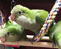 quaker-parrots-for-sale