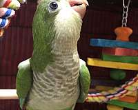 quaker-parrots-for-sale-in-dallas-tx