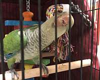 blue-quaker-parrots-for-sale