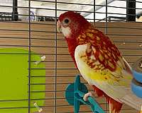 exotic-bird-for-sale-in-north-port-fl