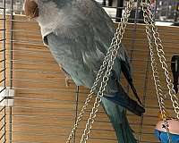 blue-quaker-parrots-for-sale