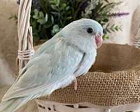 blue-pastel-fancy-bird-for-sale