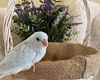 blue-pastel-tame-bird-for-sale