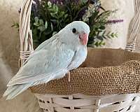 female-blue-pastel-bird-for-sale