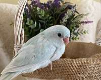 blue-pastel-parrotlet-for-sale
