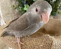 brown-parrotlet-for-sale