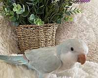 cute-handfed-parrot-for-sale