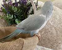 blue-pastel-quaker-parrots-for-sale