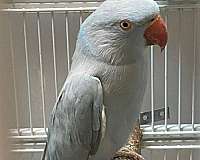 blue-pastel-ringneck-parakeet-for-sale