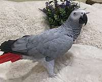 african-grey-parrot-for-sale-in-north-port-fl