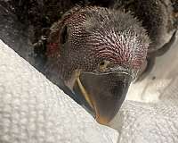 eclectus-parrots-for-sale