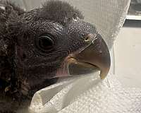 eclectus-parrots-for-sale-in-chesterfield-va