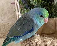 blue-green-bird-for-sale-in-north-port-fl