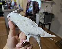 albino-bird-for-sale-in-granbury-tx