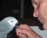 companion-bird-for-sale-in-boise-id