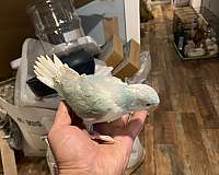 grey-bird-for-sale-in-sulphur-la