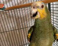 amazon-parrot-for-sale-in-el-dorado-hills-ca