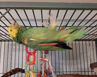 green-amazon-parrot-for-sale