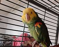 red-amazon-parrot-for-sale