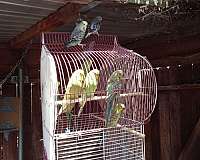 budgerigar-parakeet-for-sale-in-california