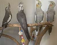 cockatiel-for-sale