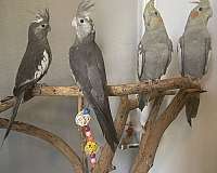 cockatiel-for-sale-in-fort-worth-tx