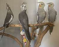bird-for-sale-in-fort-worth-tx
