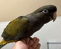 yellow-patagonian-conure-for-sale