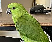 yellow-naped-amazon-parrot-for-sale-in-nashua-nh