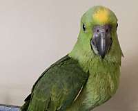 amazon-parrot-parrot-for-sale-in-nashua-nh
