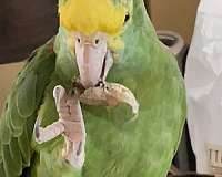 bird-parrot-for-sale-in-nashua-nh