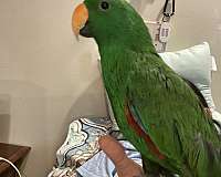 eclectus-parrots-parrot-for-sale-in-philadelphia-tn