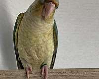 blue-yellow-green-cheek-conure-for-sale